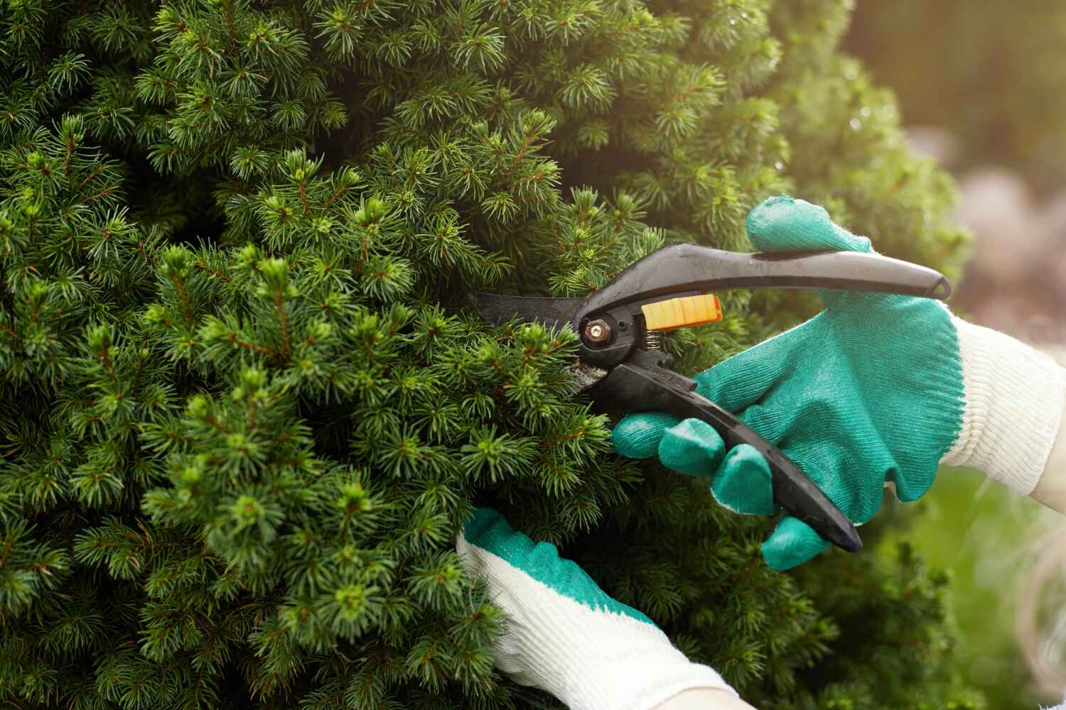 Best Local Tree Services  in Jacksonville, FL